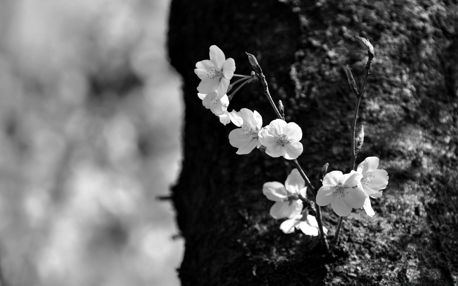 in bianco e nero natura fiore flora albero ramo foglia crescita estate in bianco e nero giardino esterno cherry bloom stagione luminoso close-up petalo di legno parco