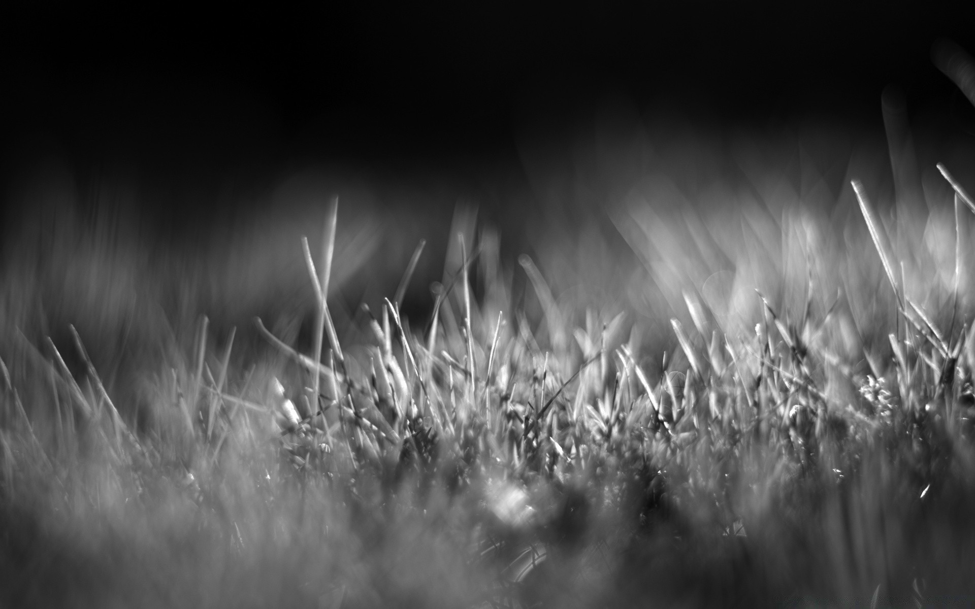 preto e branco grama monocromático sol campo natureza amanhecer crescimento dof gramado feno rural verão bom tempo folha pôr do sol foco borrão