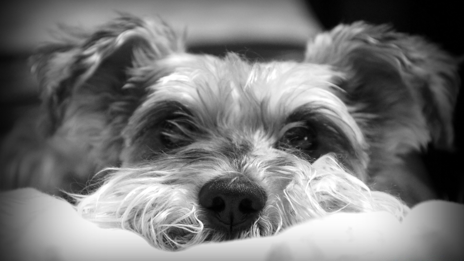 noir et blanc chien animal animal de compagnie cynologue mammifère mignon portrait chiot terrier domestique fourrure peu s asseoir adorable monochrome cheveux studio jeune moelleux