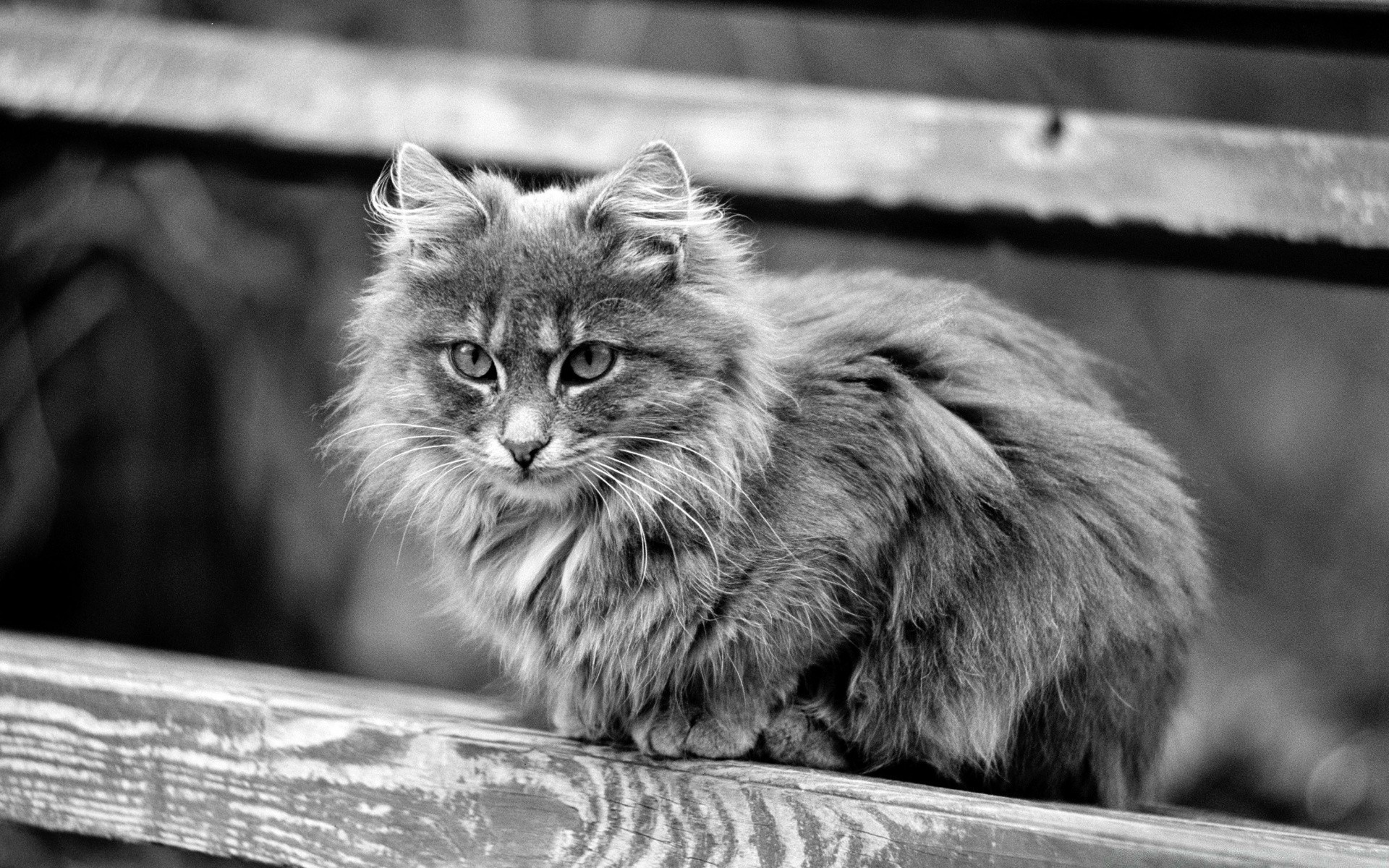 noir et blanc chat mammifère animal portrait fourrure animal de compagnie mignon chaton oeil nature un