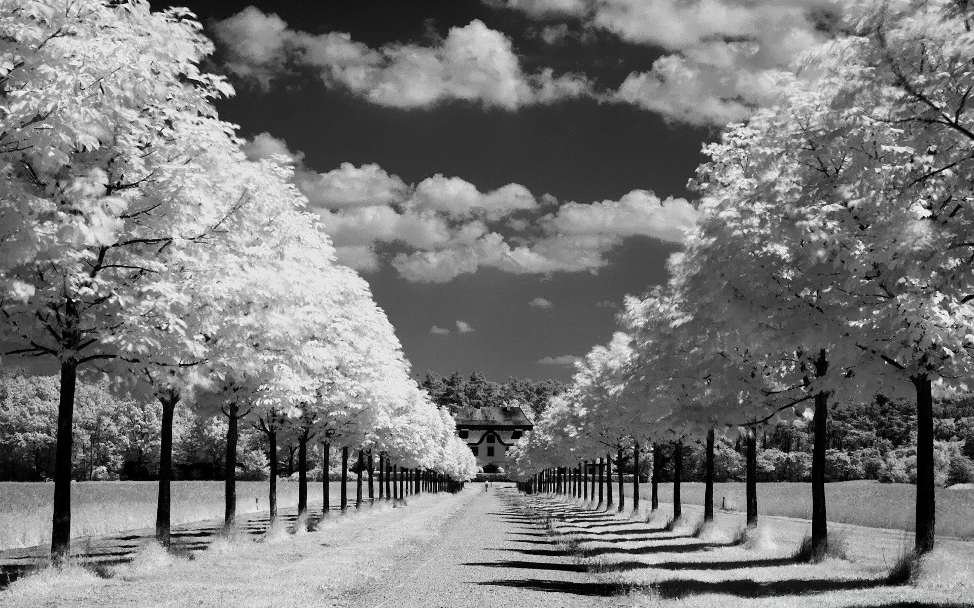 in bianco e nero a raggi infrarossi albero paesaggio neve parco inverno natura sole alba legno