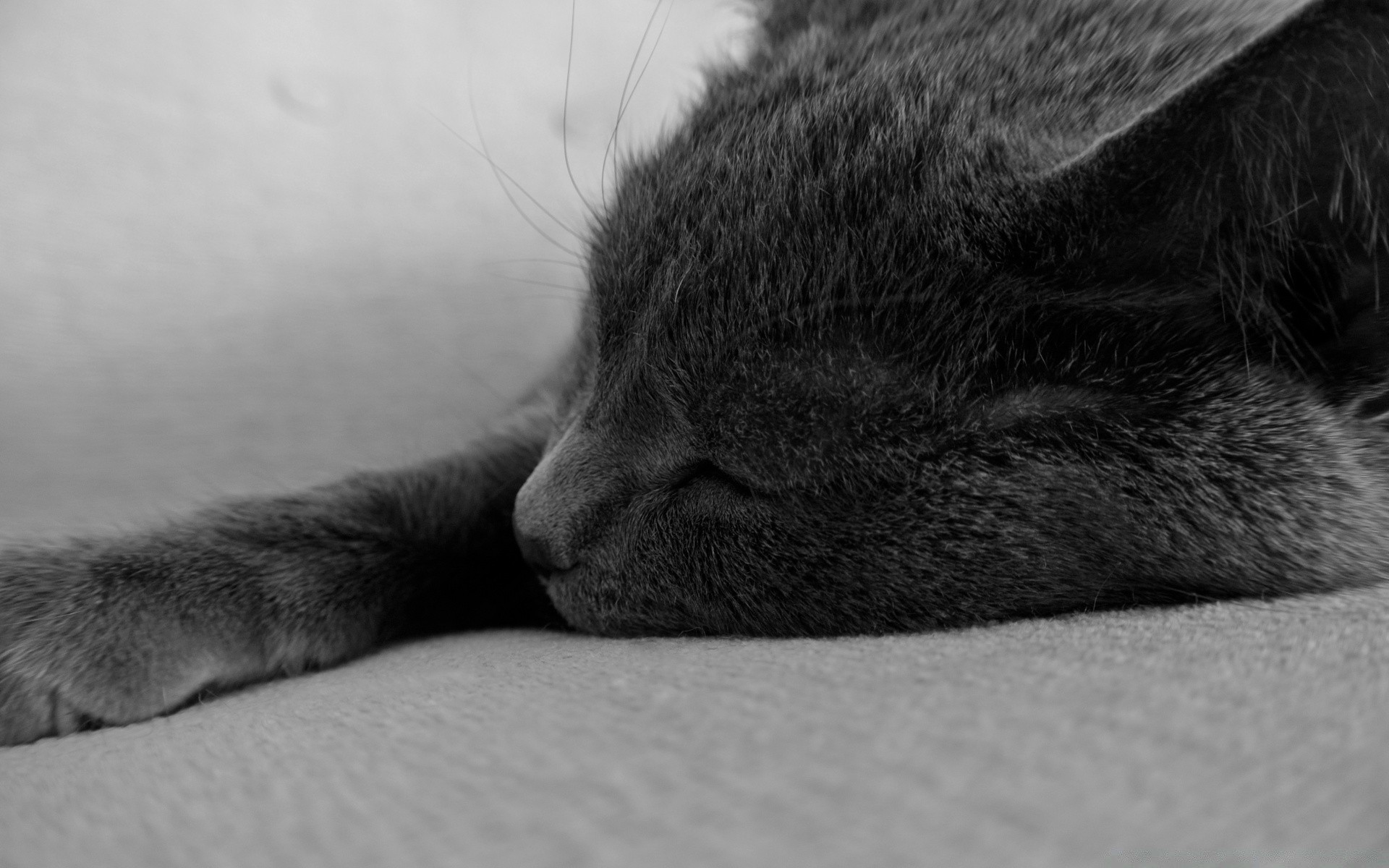 black and white sleep cat mammal portrait animal one dog pet baby kitten monochrome fur cute