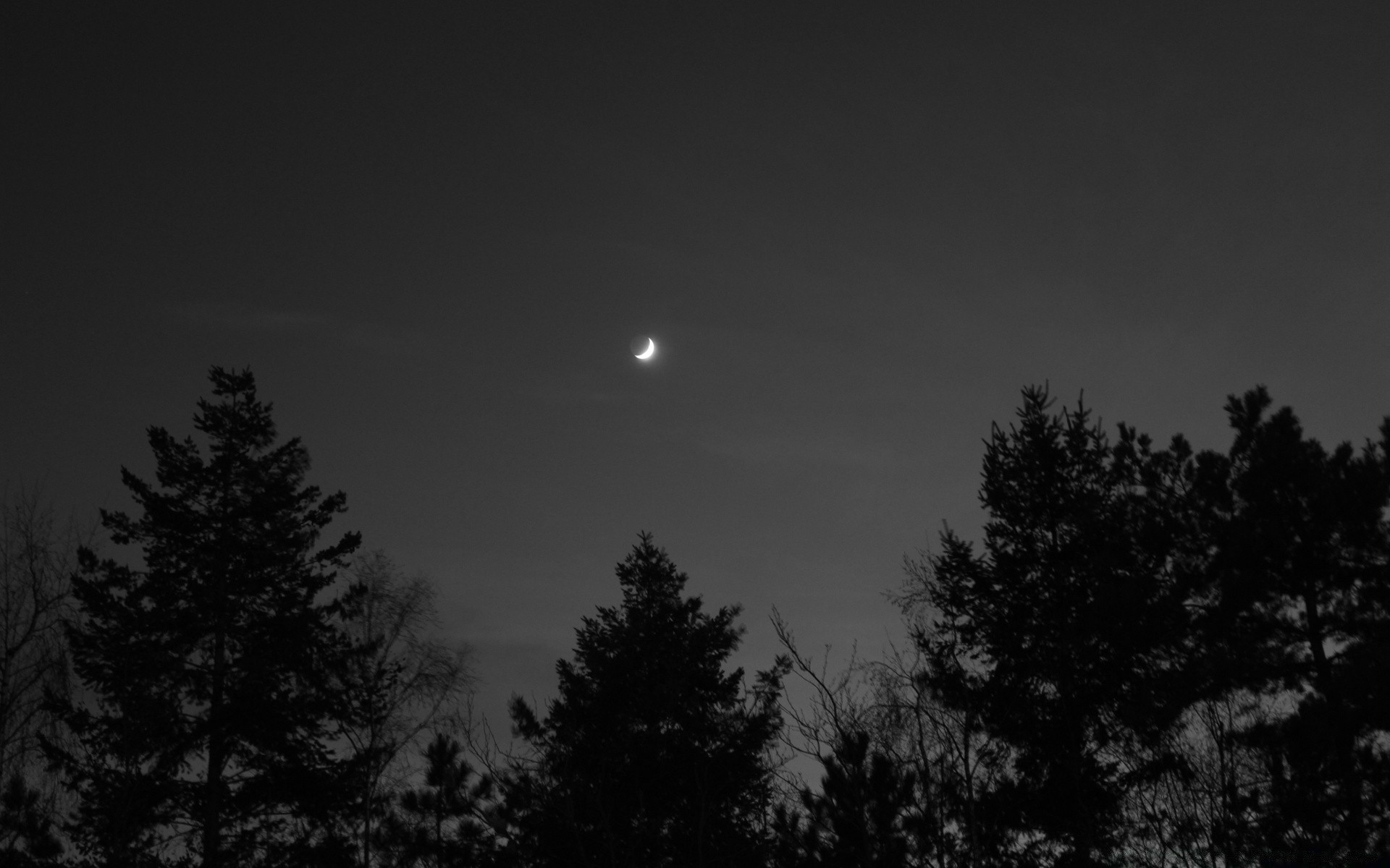 black and white moon winter tree nature fog dark sky monochrome sun snow silhouette sunset dawn outdoors landscape dusk wood mist evening