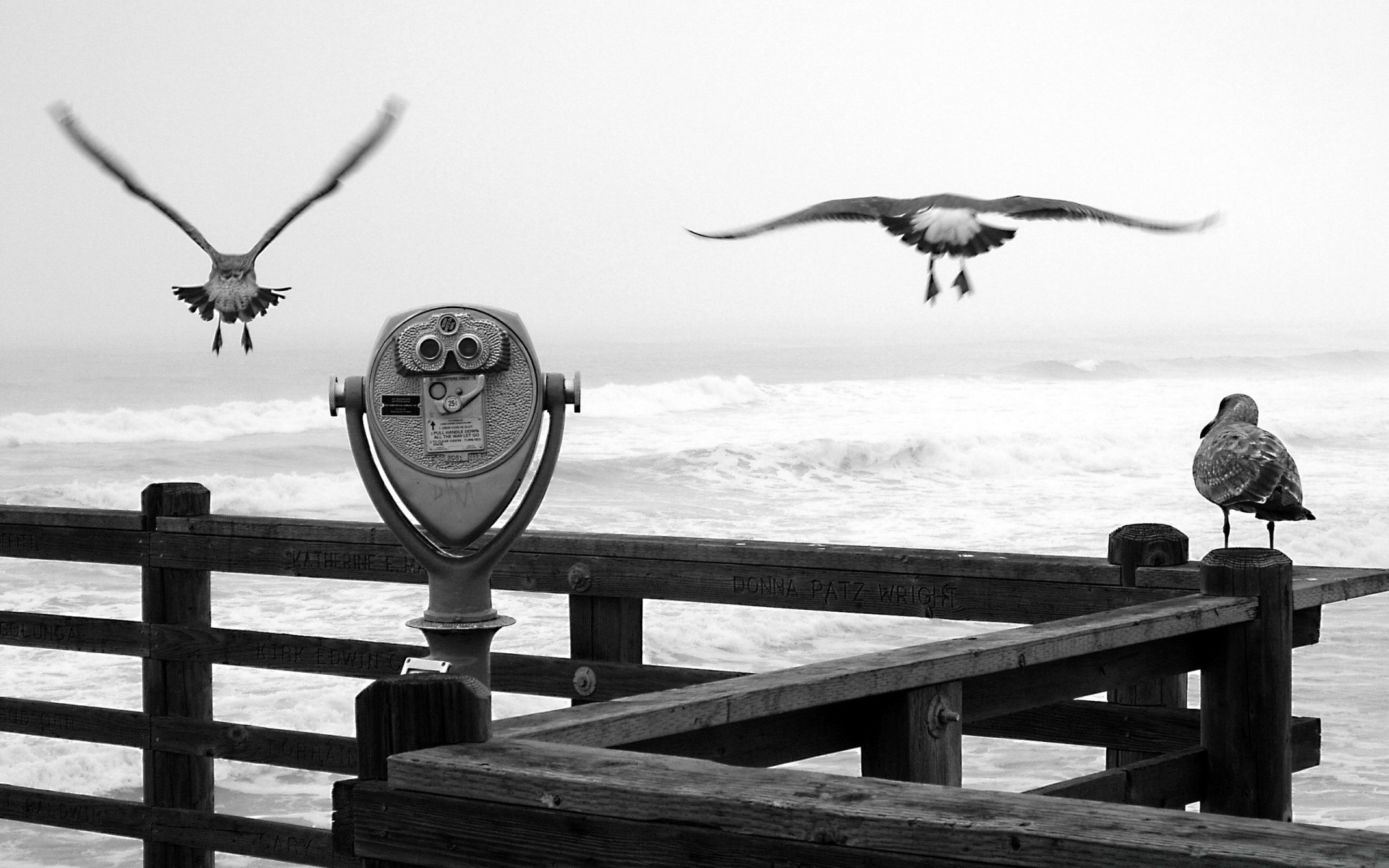 preto e branco pássaro mar água céu ao ar livre gaivotas oceano praia sozinho viagens pomba paisagem mar lago natureza