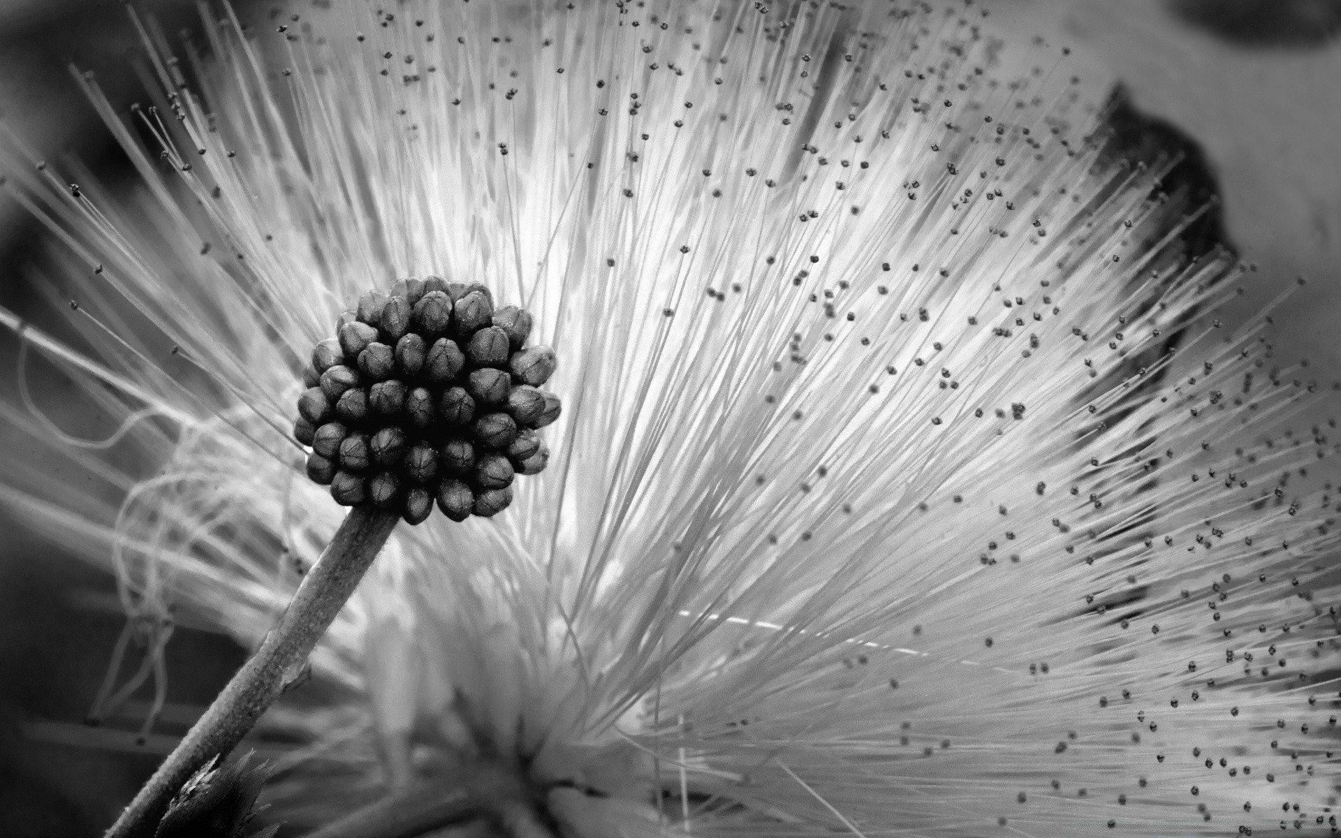 noir et blanc monochrome