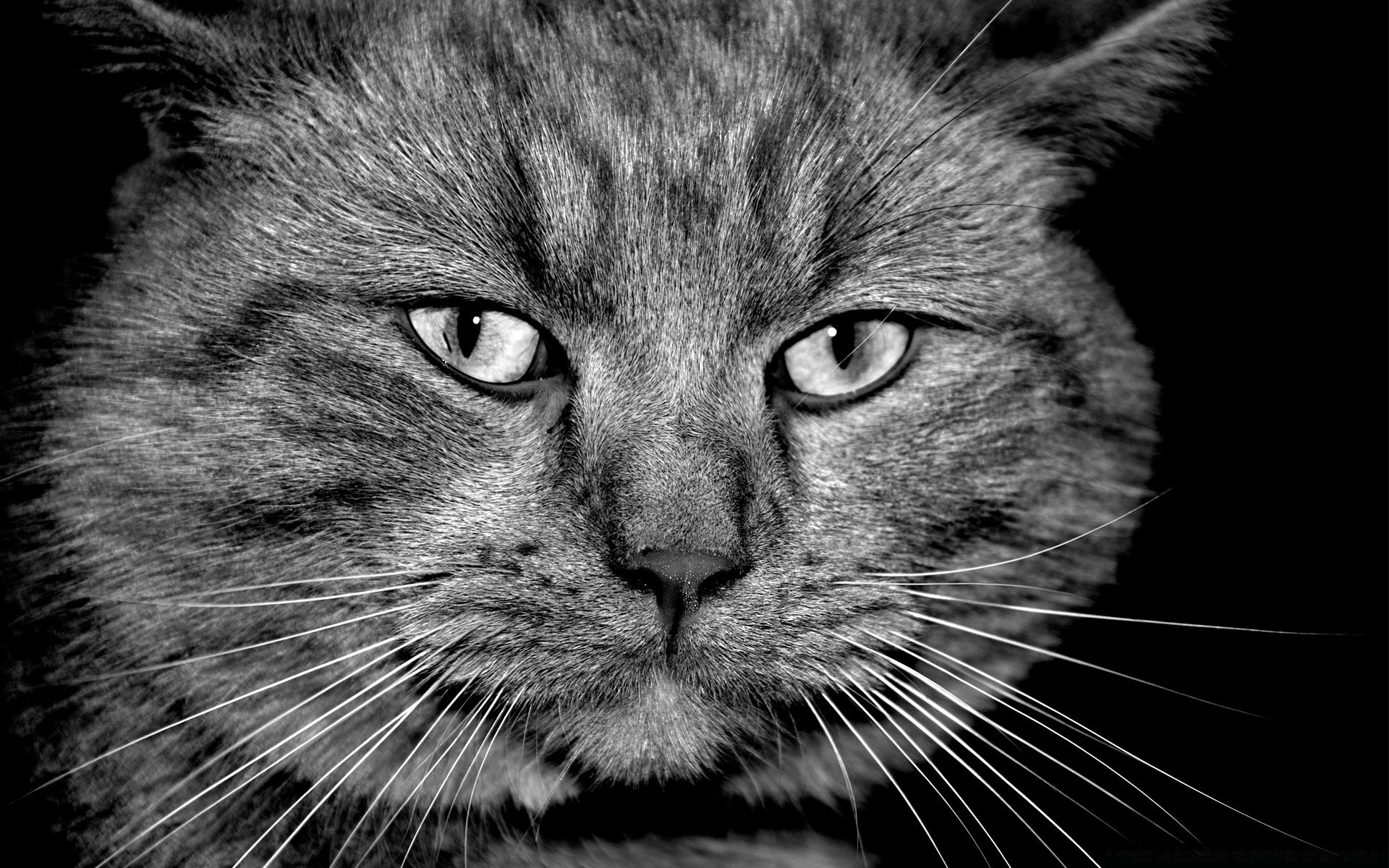 noir et blanc chat portrait animal de compagnie mignon mammifère animal fourrure chaton vers le bas domestique oeil tête cheveux gris aperçu