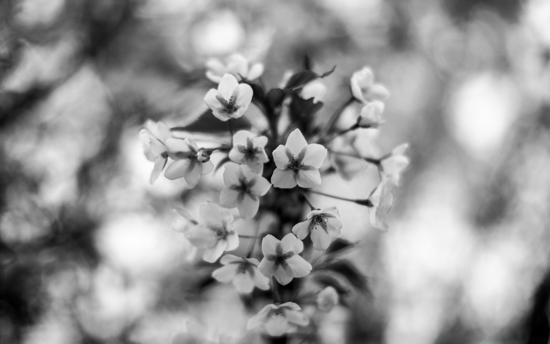 czarno-biały monochromatyczny kwiat natura flora liść drzewo ogród oddział rozmycie dof płatek sezon bluming