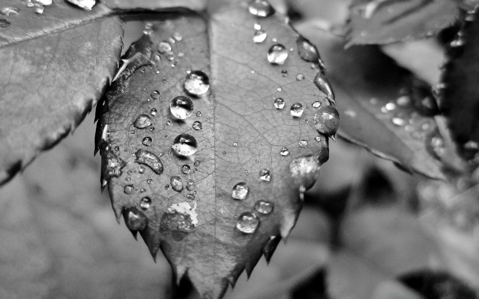 bianco e nero pioggia rugiada goccia in bianco e nero acqua foglia bagnato gocce natura gocce