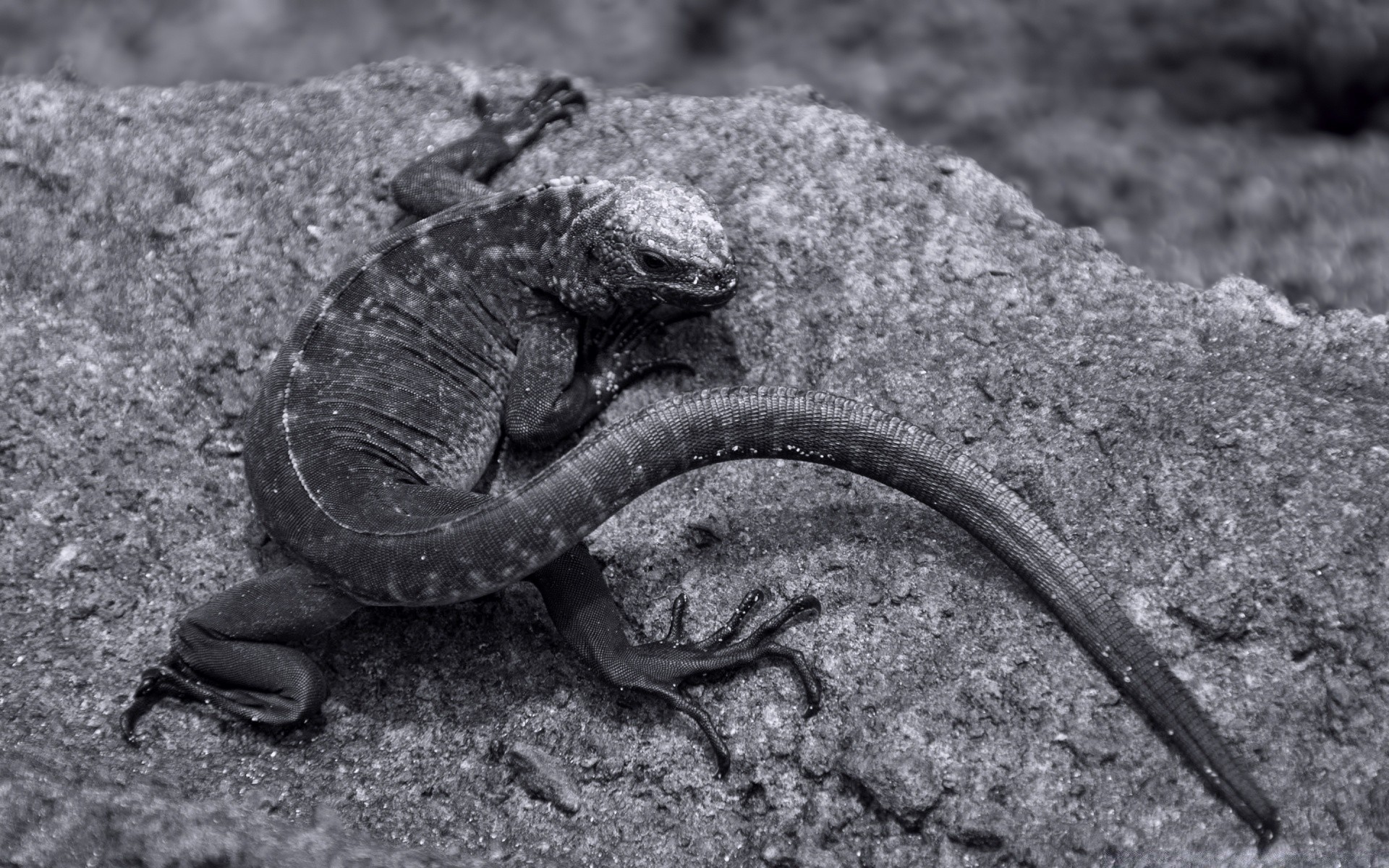 preto e branco réptil lagarto natureza sozinho animal rocha vida selvagem