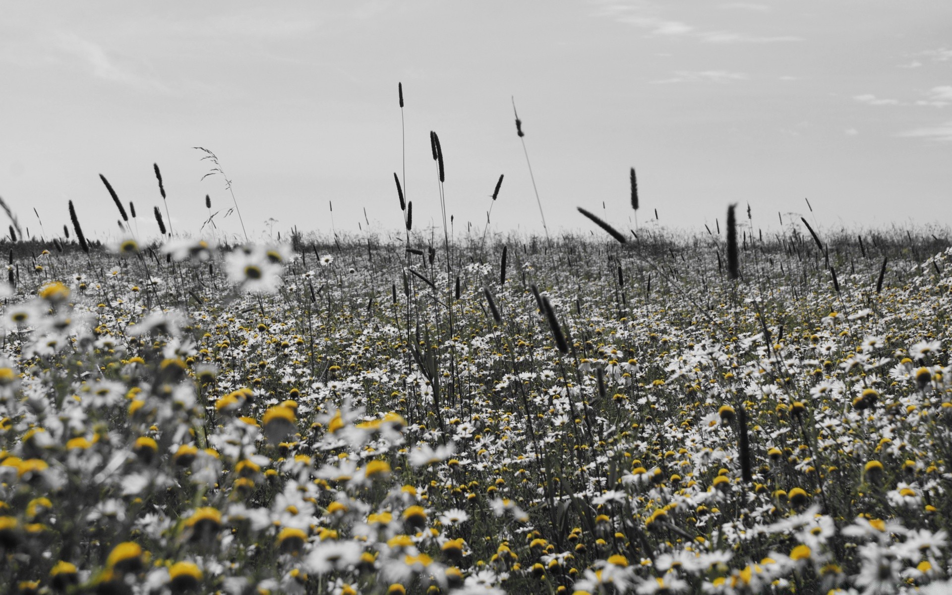 schwarz und weiß natur landschaft blume feld im freien des ländlichen raumes jahreszeit schnee flora himmel heuhaufen gras gutes wetter sommer szene wetter winter aufstieg landschaft