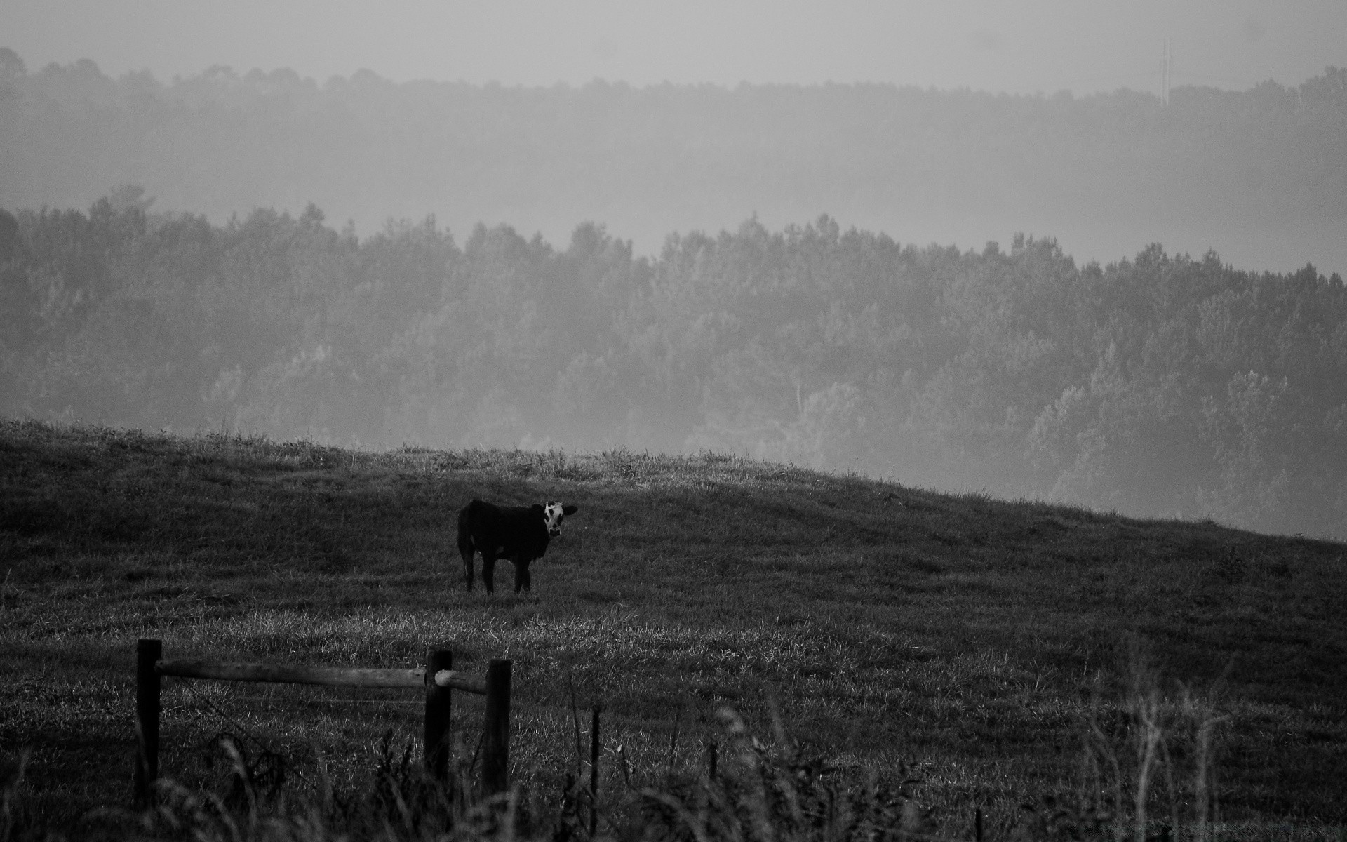 black and white landscape cropland mammal cattle cavalry sheep livestock grassland cow agriculture pastoral tree hill fog farm outdoors