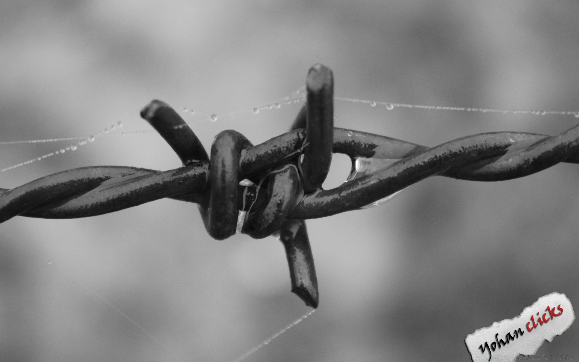 blanco y negro monocromo naturaleza alambres al aire libre hierro alambre de púas acero agudo invierno dof