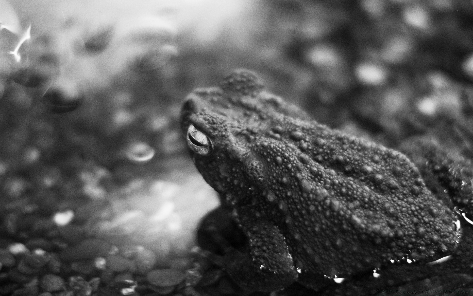 czarno-biały monochromatyczny żaba natura amfibia deszcz mokry woda przyroda gadzina rozmycie na zewnątrz zimno