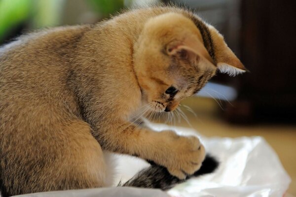 Chat mignon très moelleux