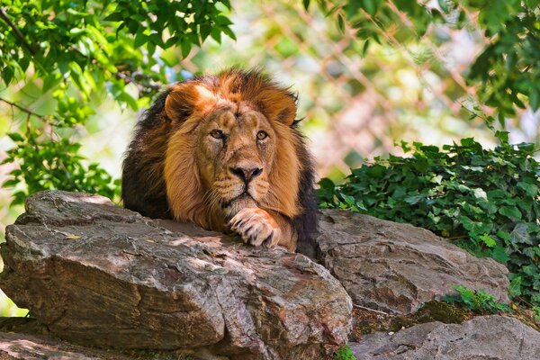 Der König der Natur ruht auf den Steinen