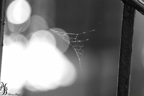 Şehrin arka planına karşı örümcek ağı olan siyah ve beyaz fotoğraf