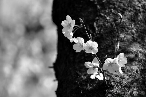 Pequeñas plantas blancas en el árbol