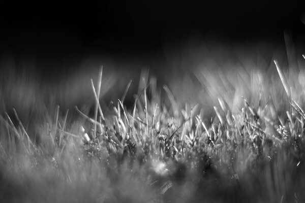 Grama verde em preto e branco