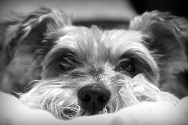 Lindo perrito durmiendo en una almohada