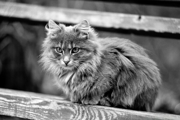 A beautiful cat on the background of the stairs