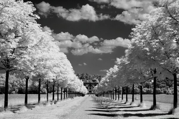 Black and white landscape of the alley of trees