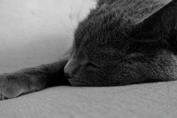 Sleeping cat in black and white treatment