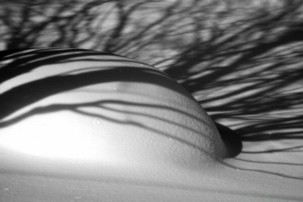 Neige congère dans les branches