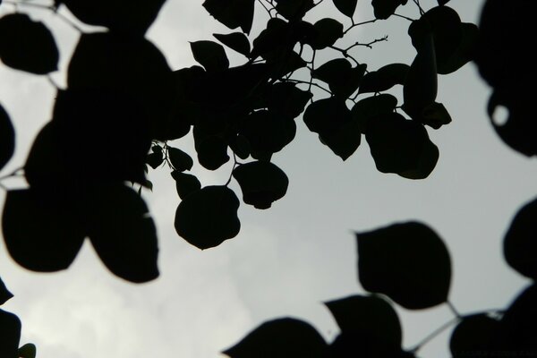 Czarno - biały obraz liści w cieniu