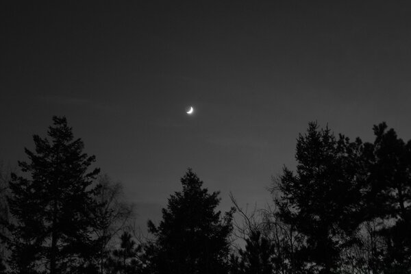 Schwarz-Weiß-Bild mit dem Mond über dem Wald