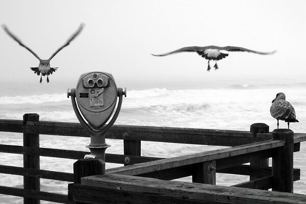 Mouette, plate-forme d observation au bord de la mer