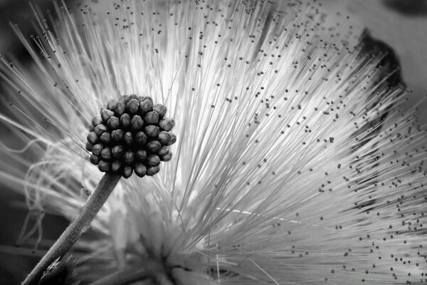 Flor esponjosa en blanco y negro