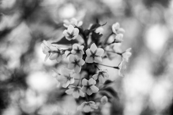 Black and white flower in macro shooting