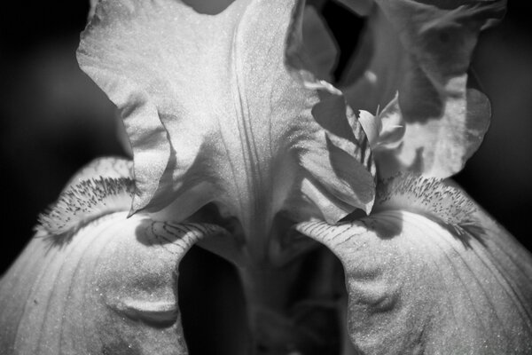 Fiore bianco su sfondo nero