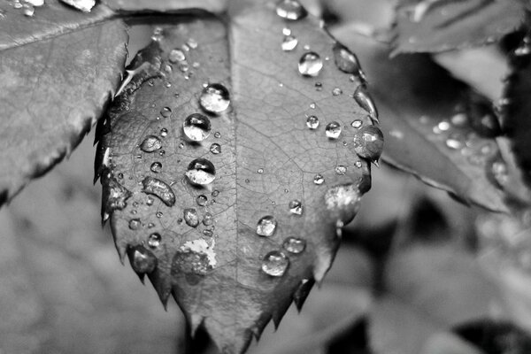 Raindrops on the leaves of a tree