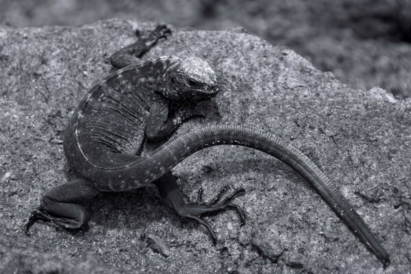 Foto de lagarto en monocromo