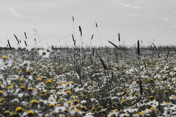 Zweifarbige Kamillenblüte auf dem Feld