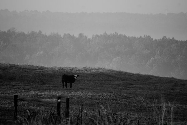 Vaca en el campo frente al bosque