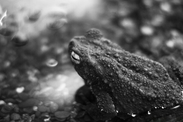 Crapaud dans la rivière noir et blanc