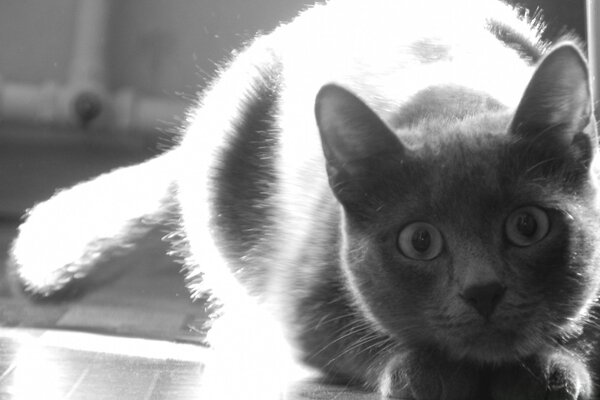 Retrato en blanco y negro de un gato