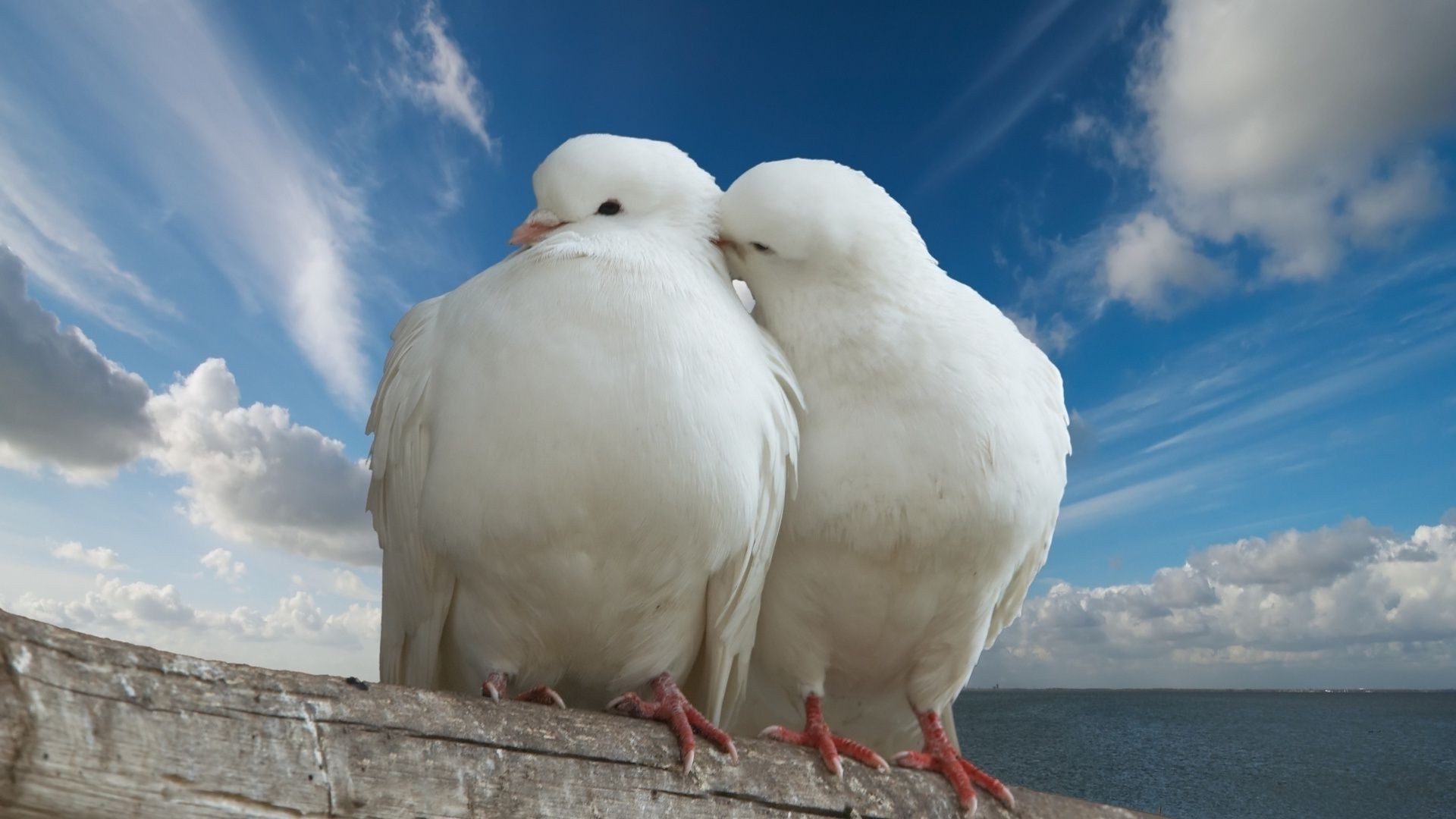 animals bird sky nature outdoors animal