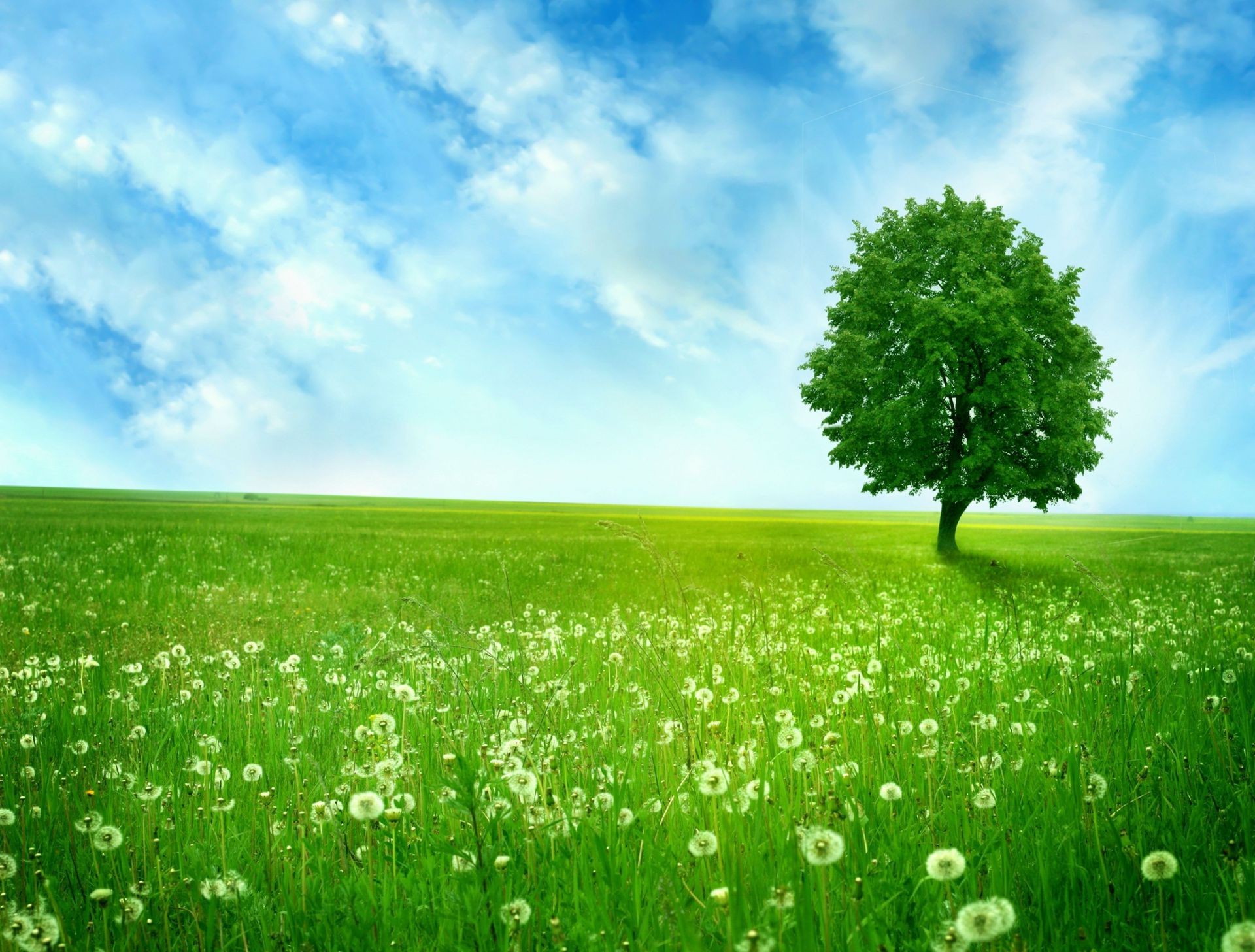 bäume gras feld heuhaufen rasen des ländlichen natur landschaft wachstum weide landschaft sonne sommer flora gutes wetter bauernhof wolke saison horizont himmel