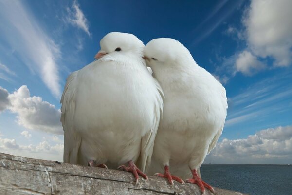 Two pigeons outdoors