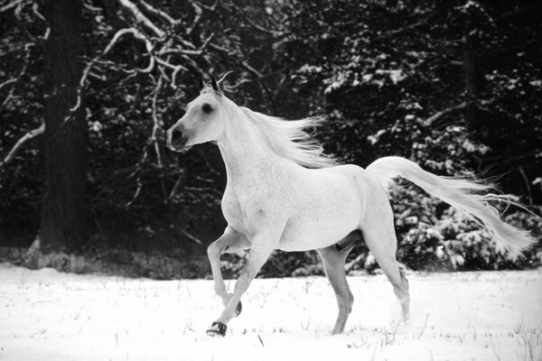 Horse snow horses horse mane horse tail