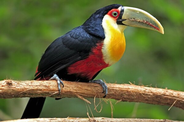 Тукан яркой расцветки сидит на ветке