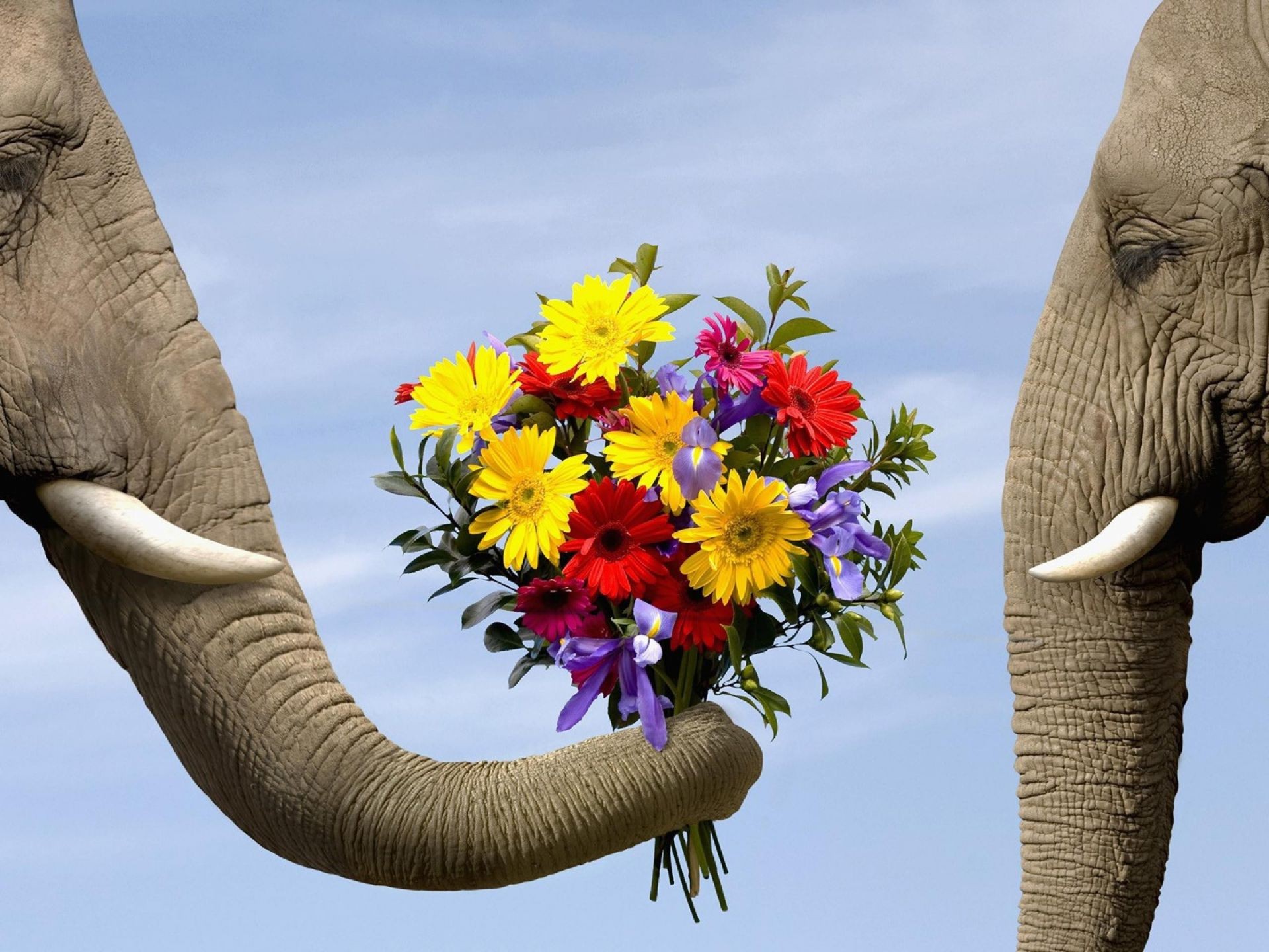 cani elefante tronco natura cielo gatto viaggi all aperto fauna selvatica grande testa grande mammifero animale