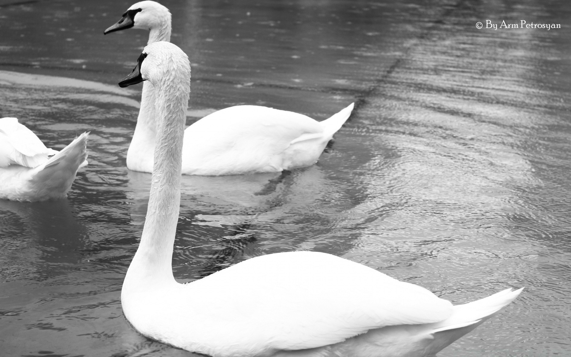 black and white swan bird water nature lake swimming outdoors wildlife waterfowl reflection pool feather composure