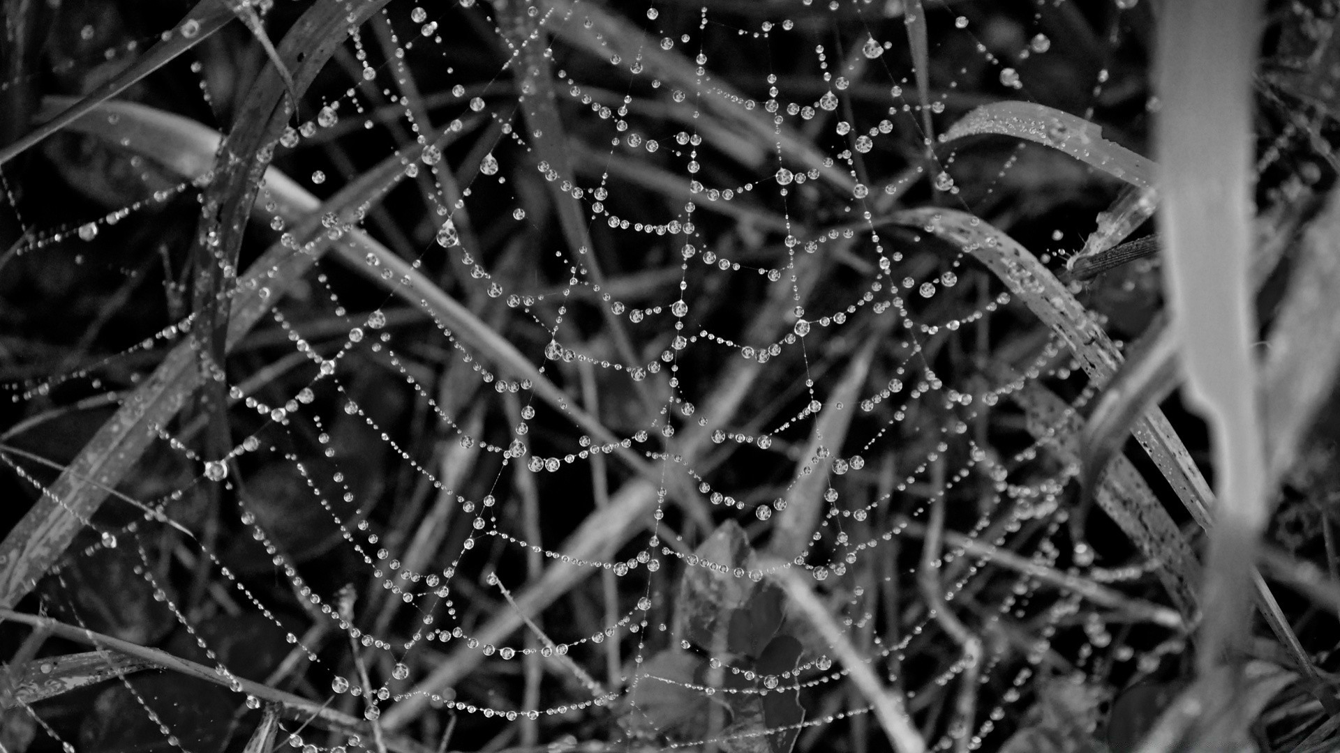 blanco y negro araña telaraña web abstracto trampa telaraña textura naturaleza luz rocío monocromo patrón complejo lluvia arácnido escritorio oscuro diseño