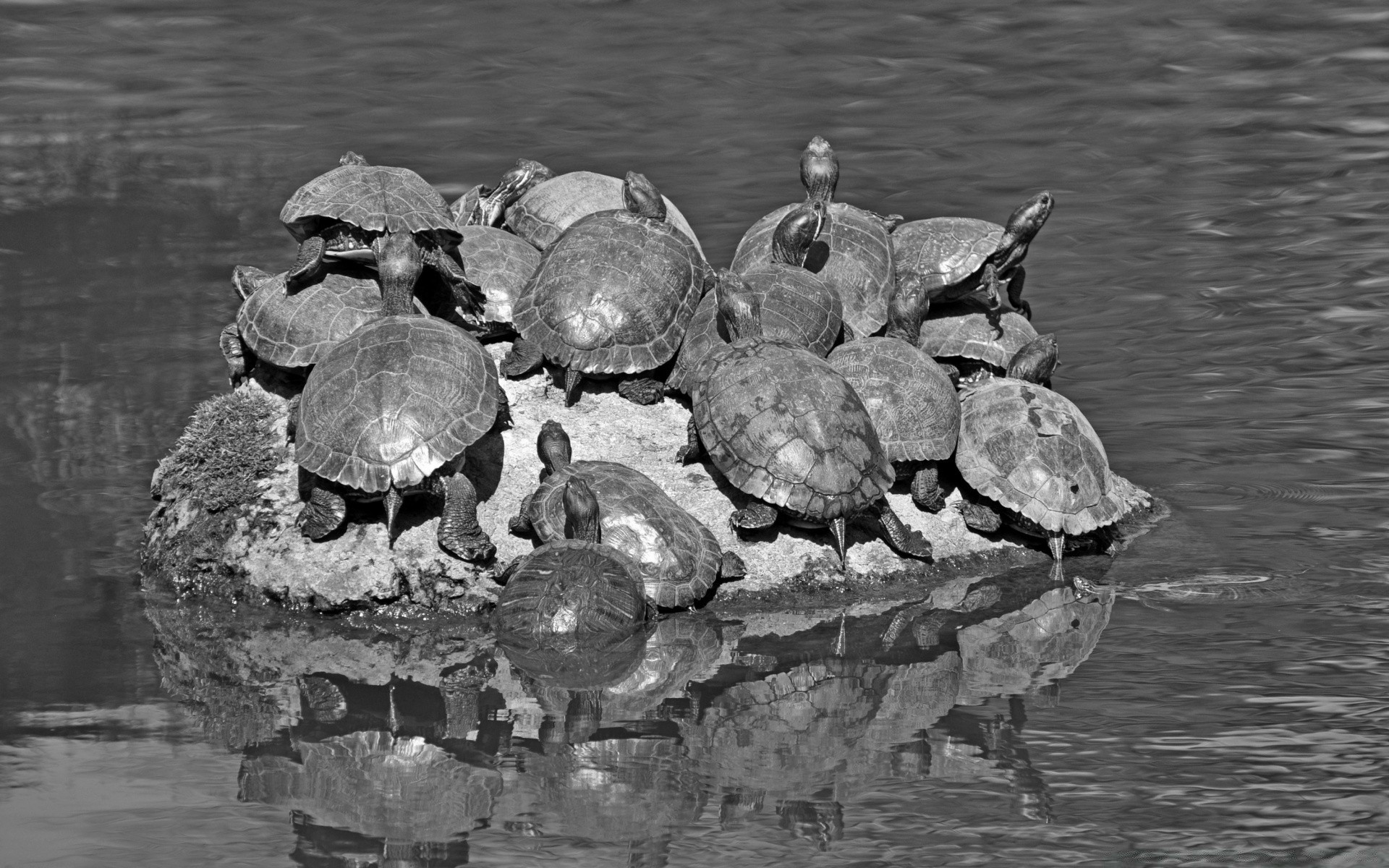 black and white water turtle pool nature shell reptile tortoise lake river reflection rock sea slow hard outdoors stone old