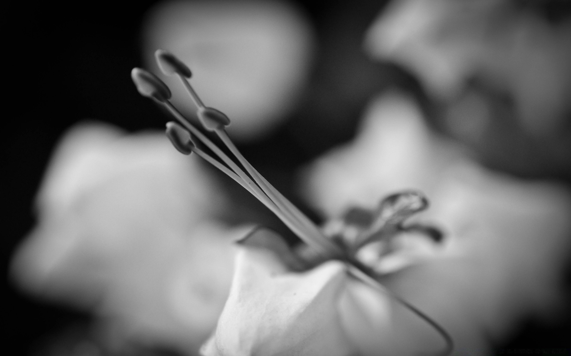 black and white monochrome flower art still life wedding girl blur sepia love hand nude one beautiful shadow studio light woman