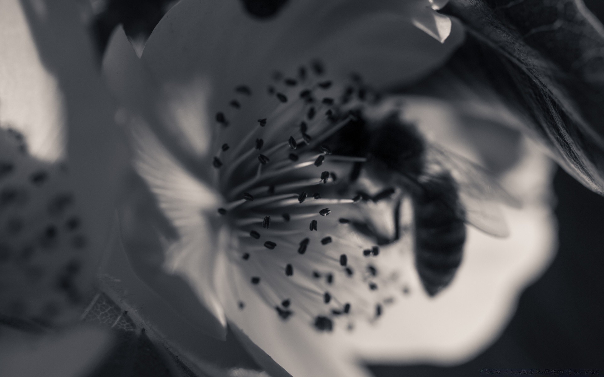 noir et blanc monochrome flou un insecte art nature